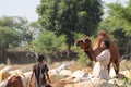 Photo of Cattle farmer holding his pet camel by the mouth, india